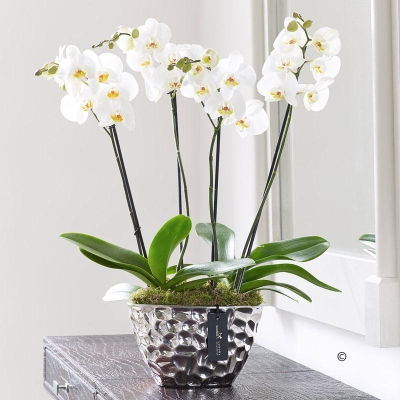 Luxury Phalaenopsis Planter