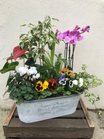 Plants