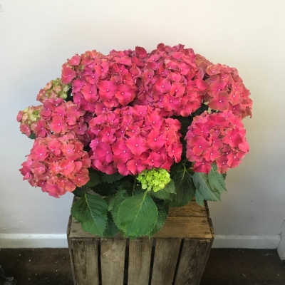 Hydrangea