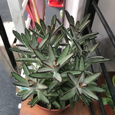 Succulent Nigra