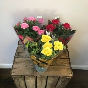 Roses