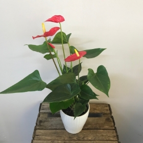 The Anthurium Plant (Flamingo Flower)