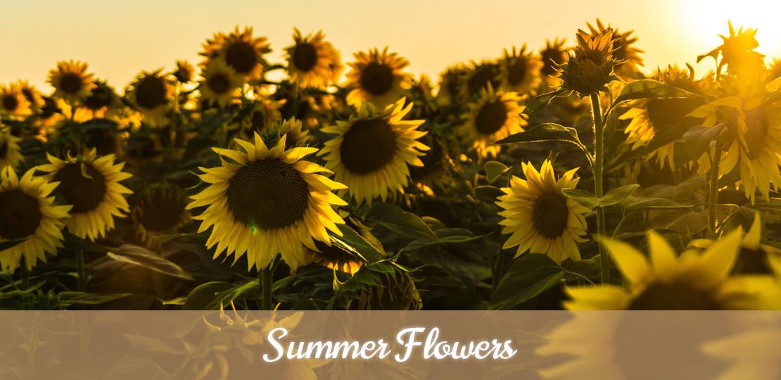 Florist Torquay Devon The Flower Corner 01803 293779